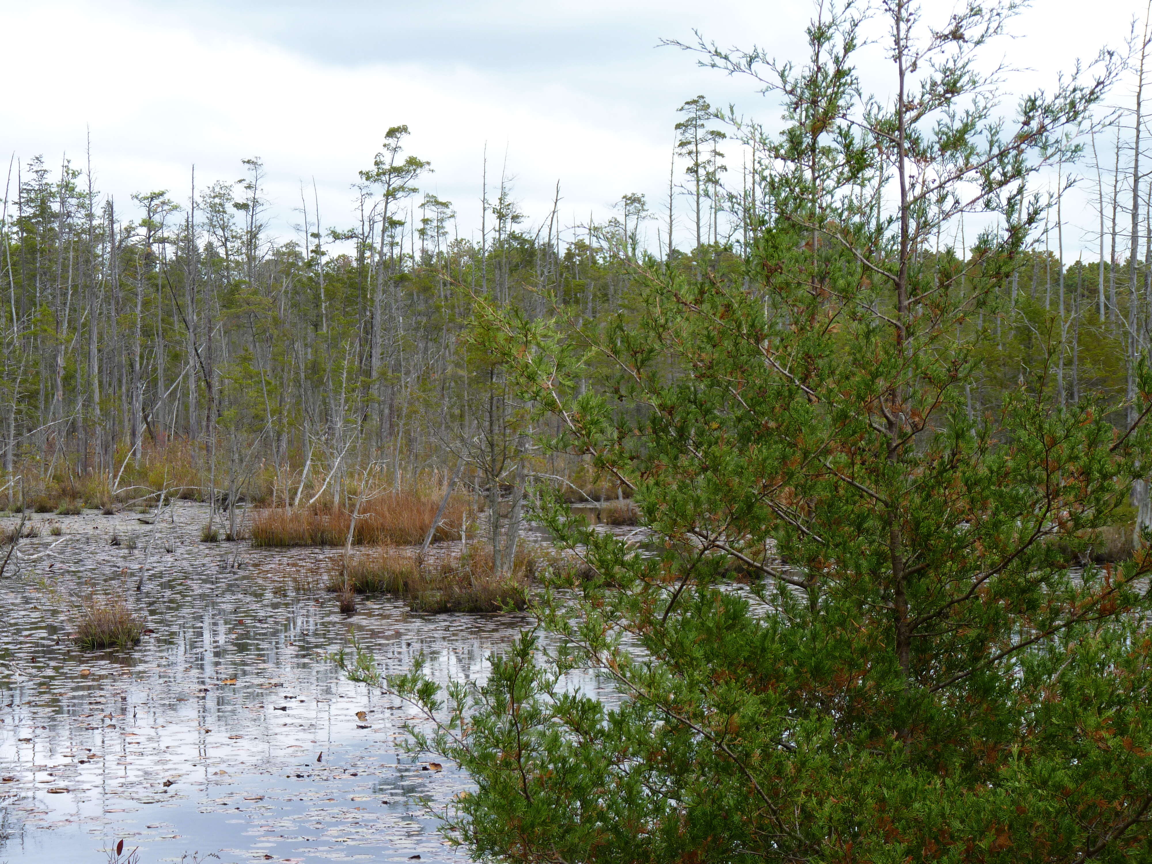 Image of Atlantic White Cedar