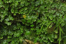 Plancia ëd Saxifraga cymbalaria L.