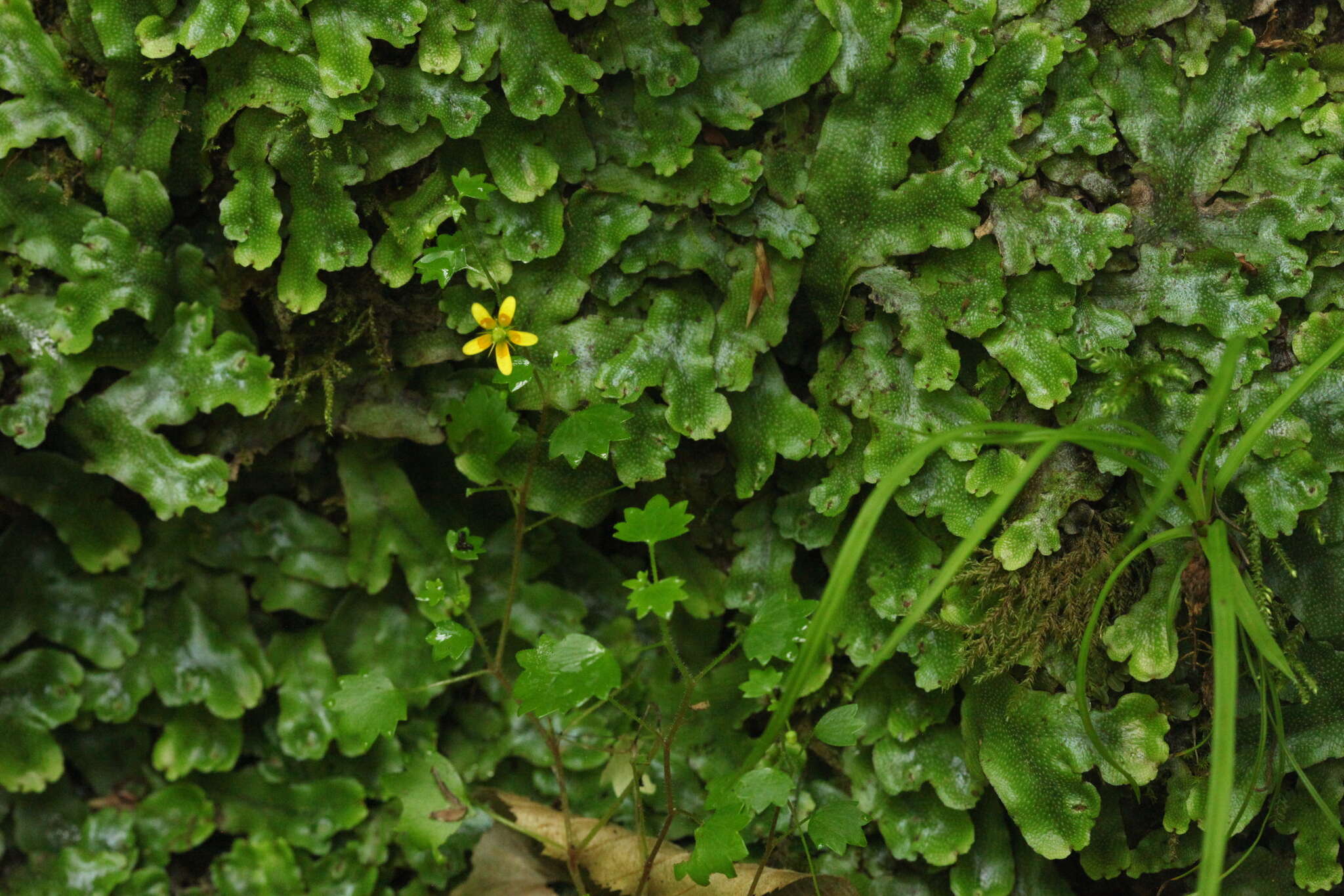 Image of Saxifraga cymbalaria L.