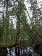 Image of Atlantic White Cedar