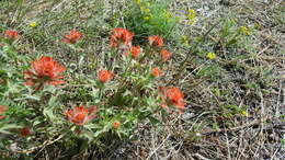 Image of acute Indian paintbrush