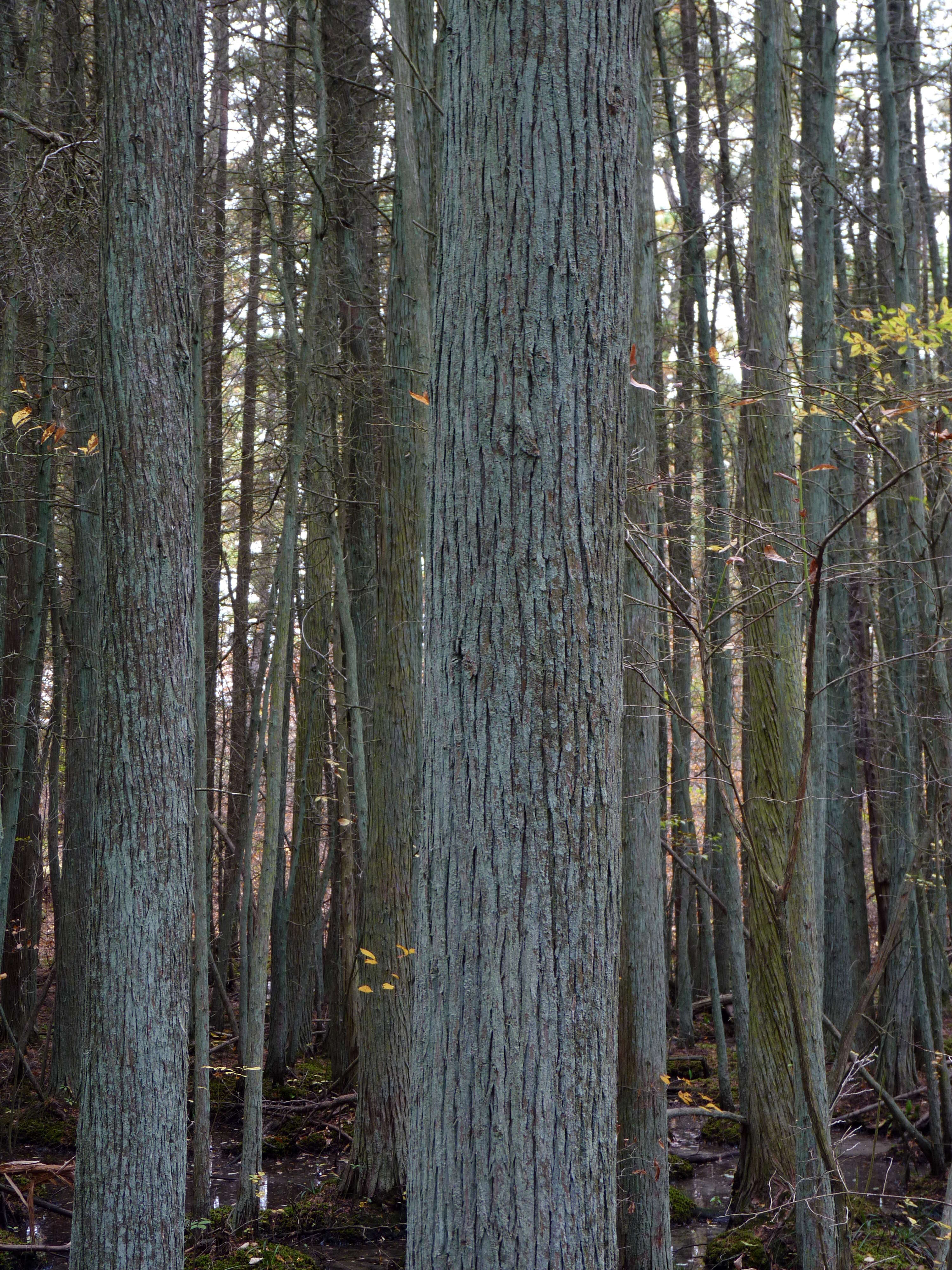 Image of Atlantic White Cedar