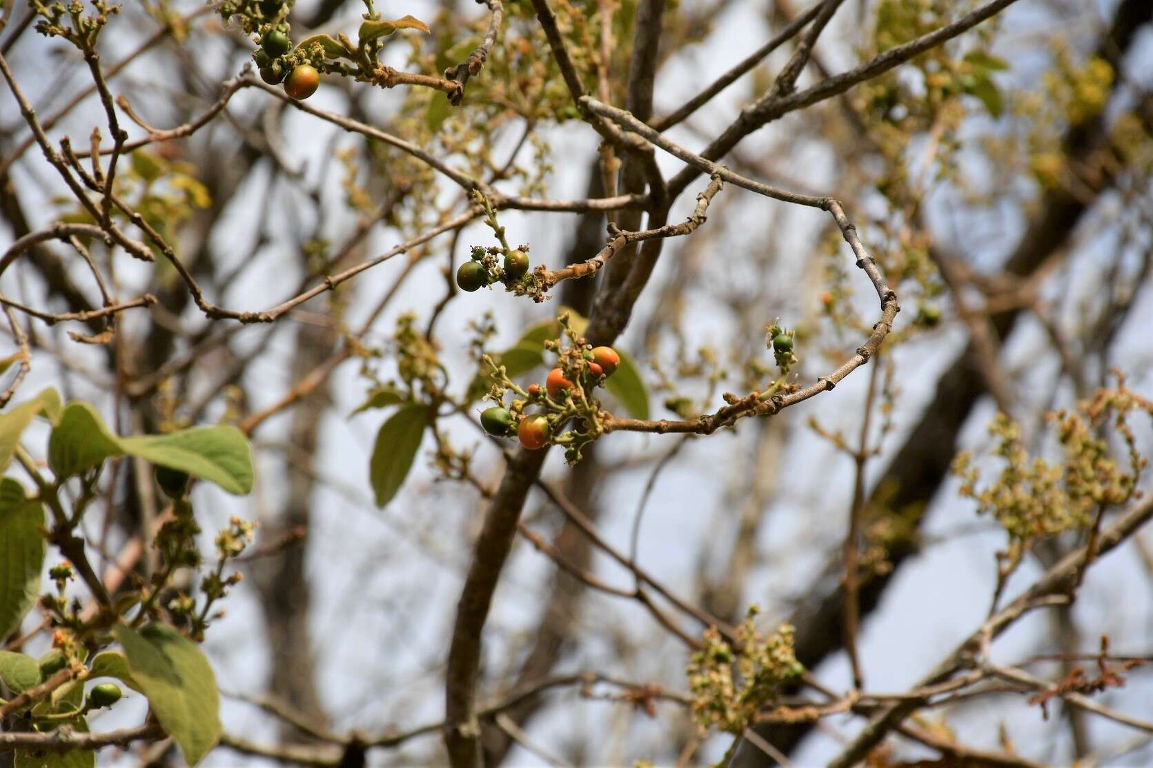 Image of Bunchosia montana A. Juss.