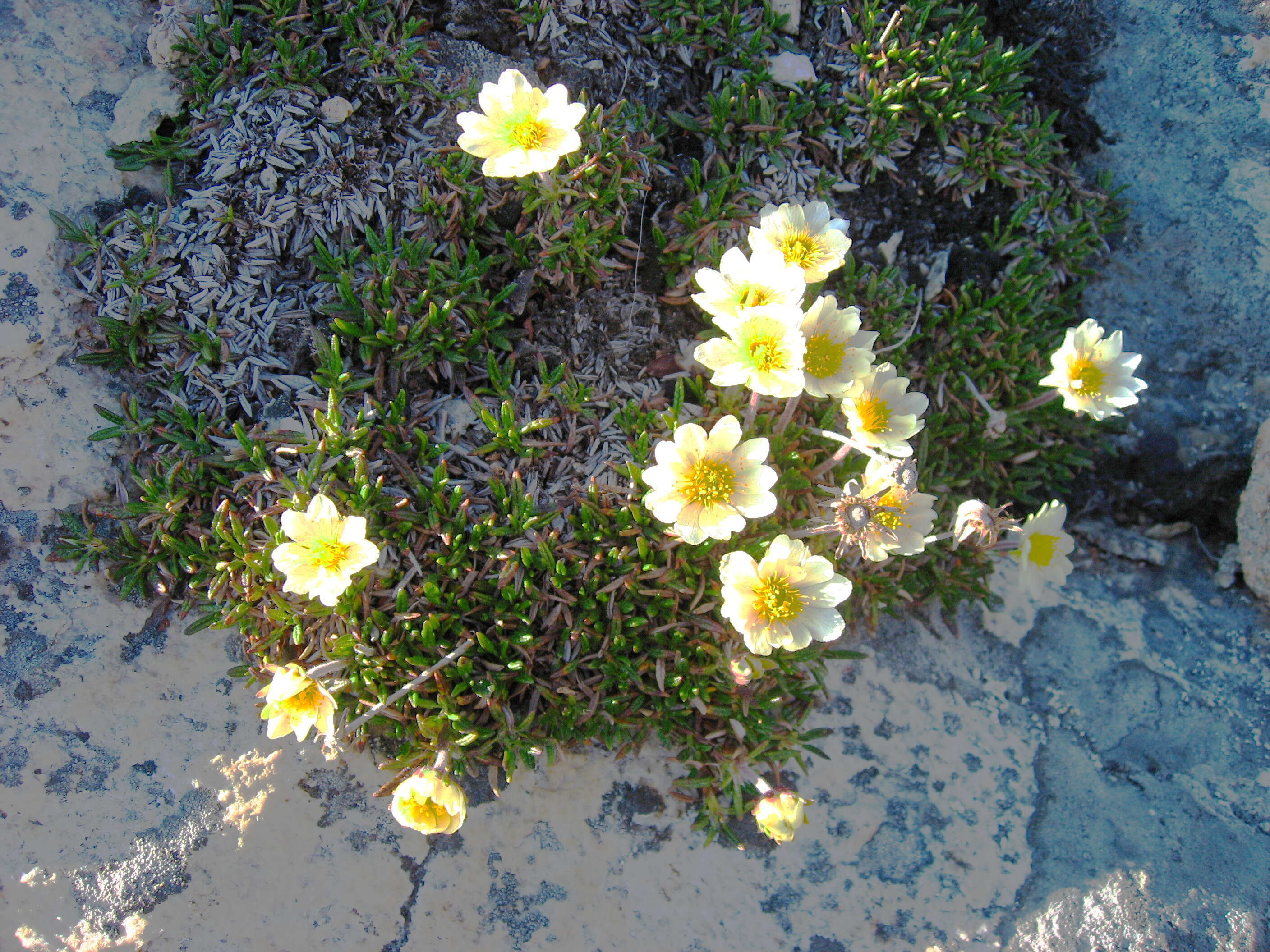 Image of entireleaf mountain-avens