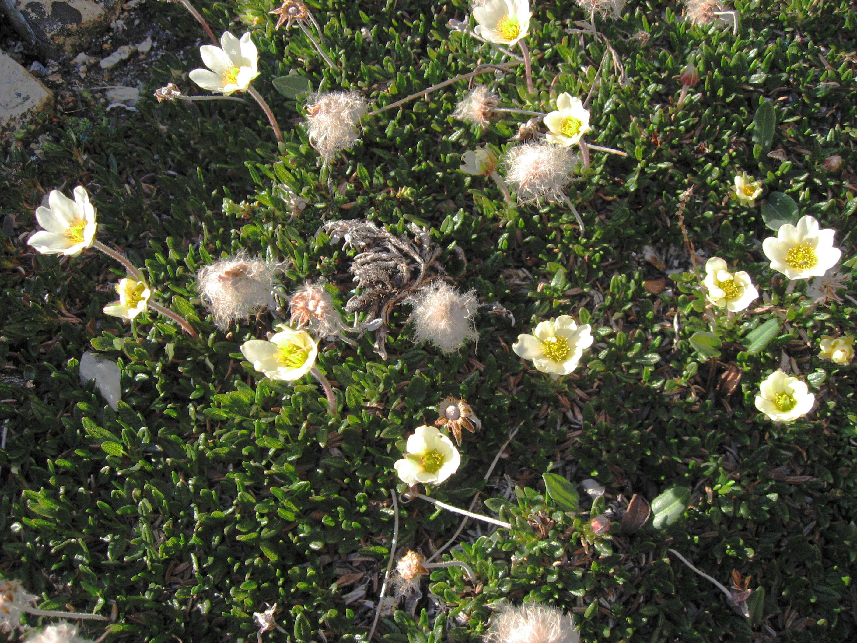 Image of entireleaf mountain-avens