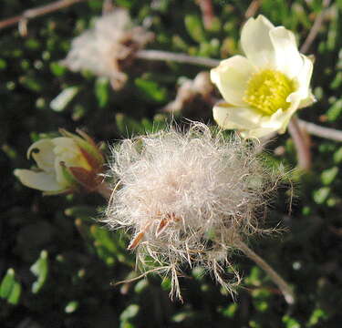 Image of entireleaf mountain-avens