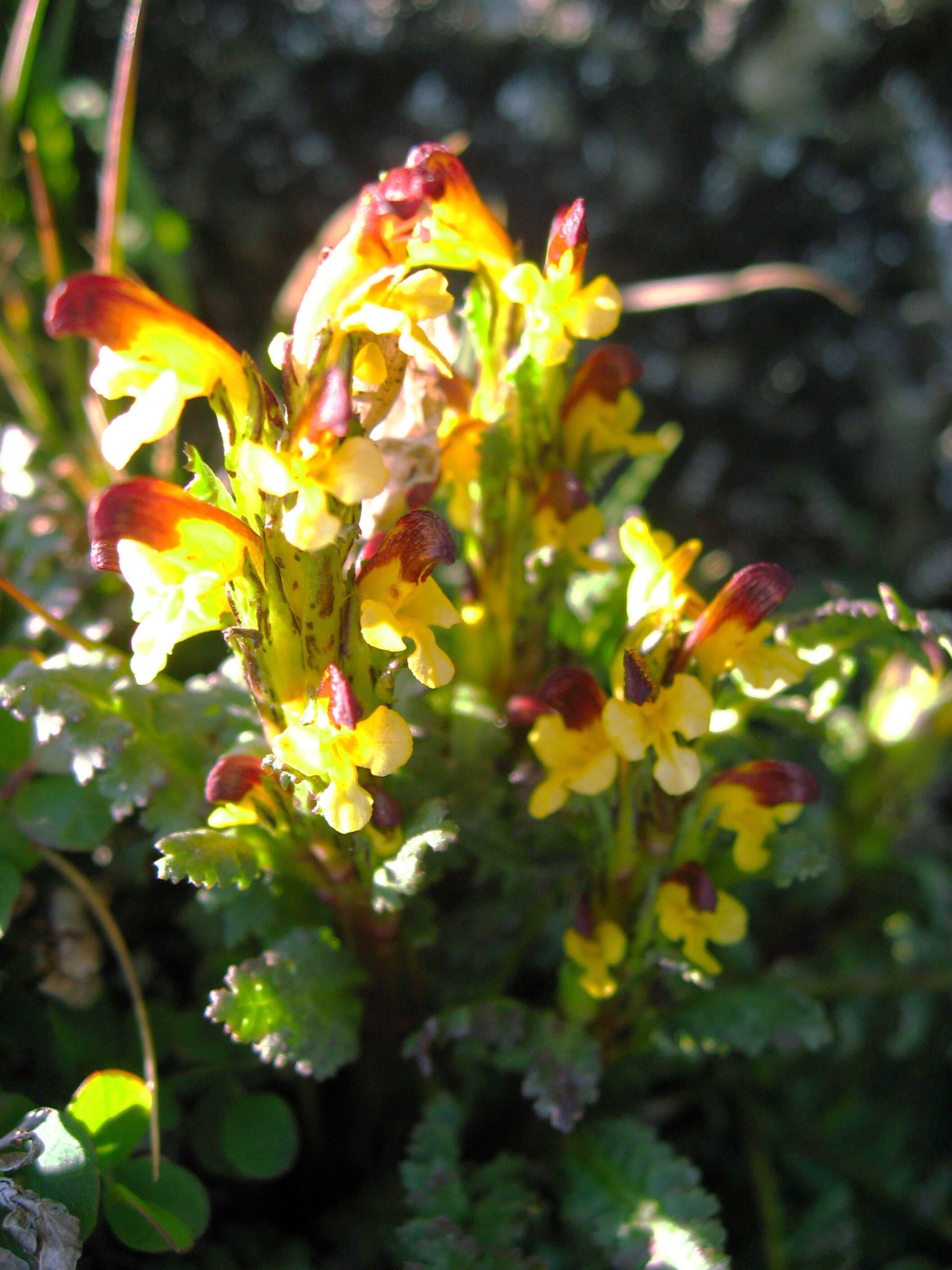 Image de Pedicularis flammea L.