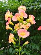 Image of Chinese Trumpet Vine