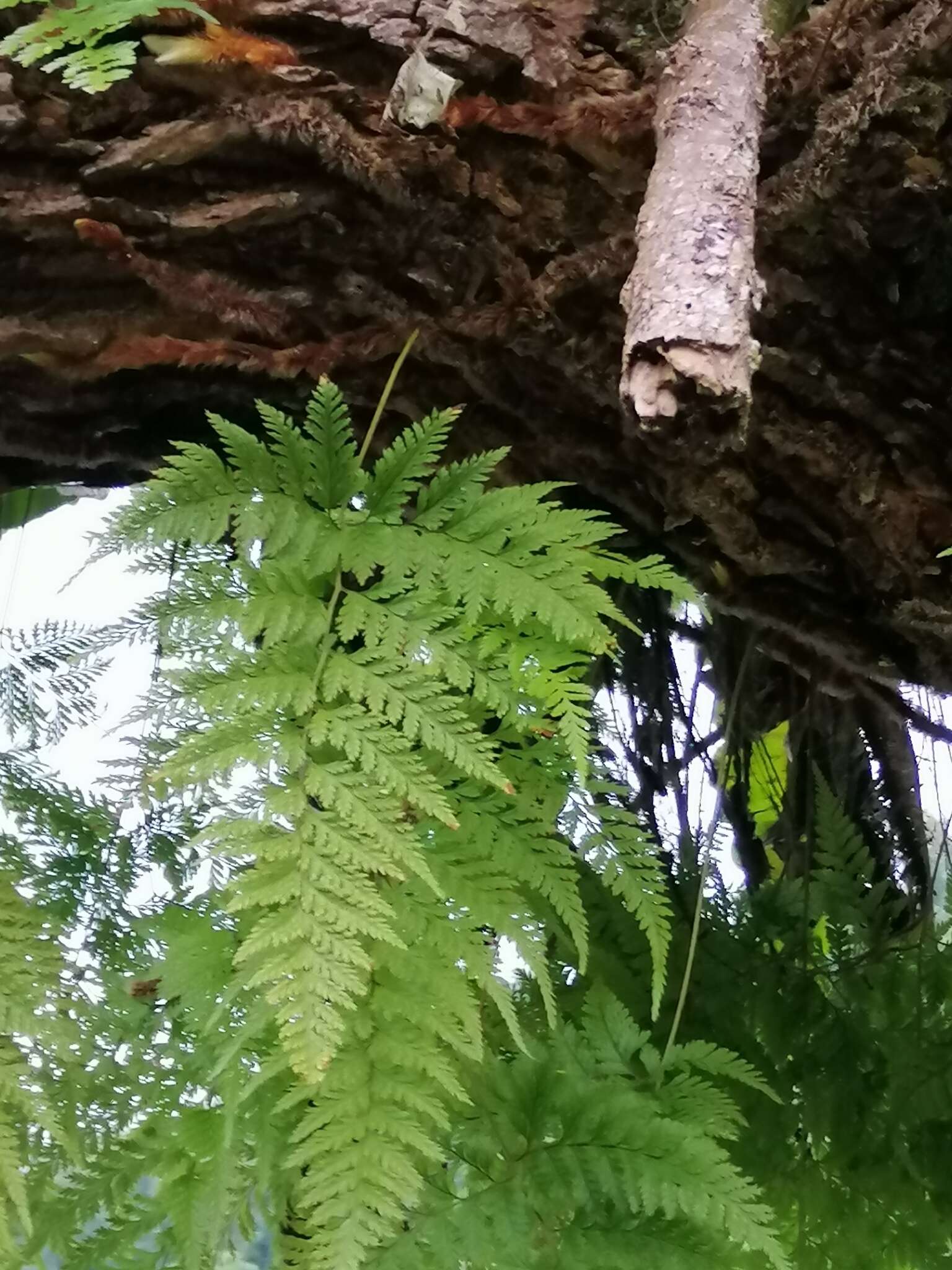 Image of black rabbitsfoot fern