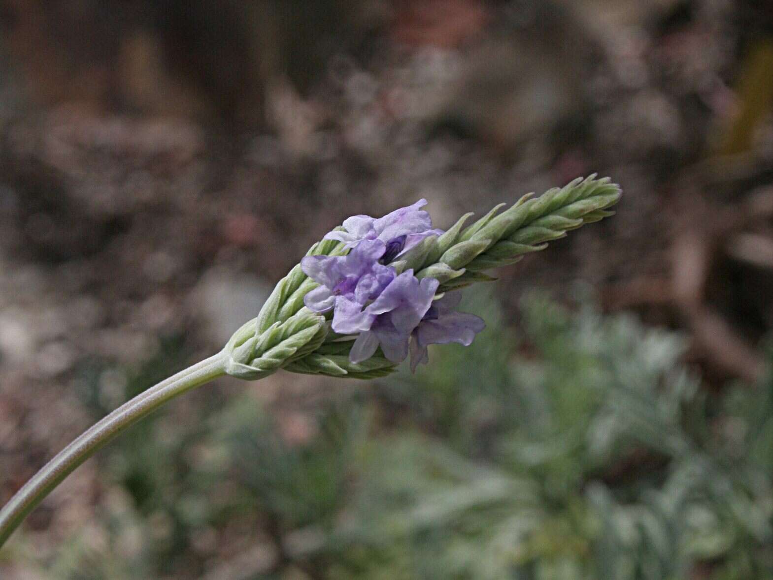 Plancia ëd Lavandula pinnata Lundmark