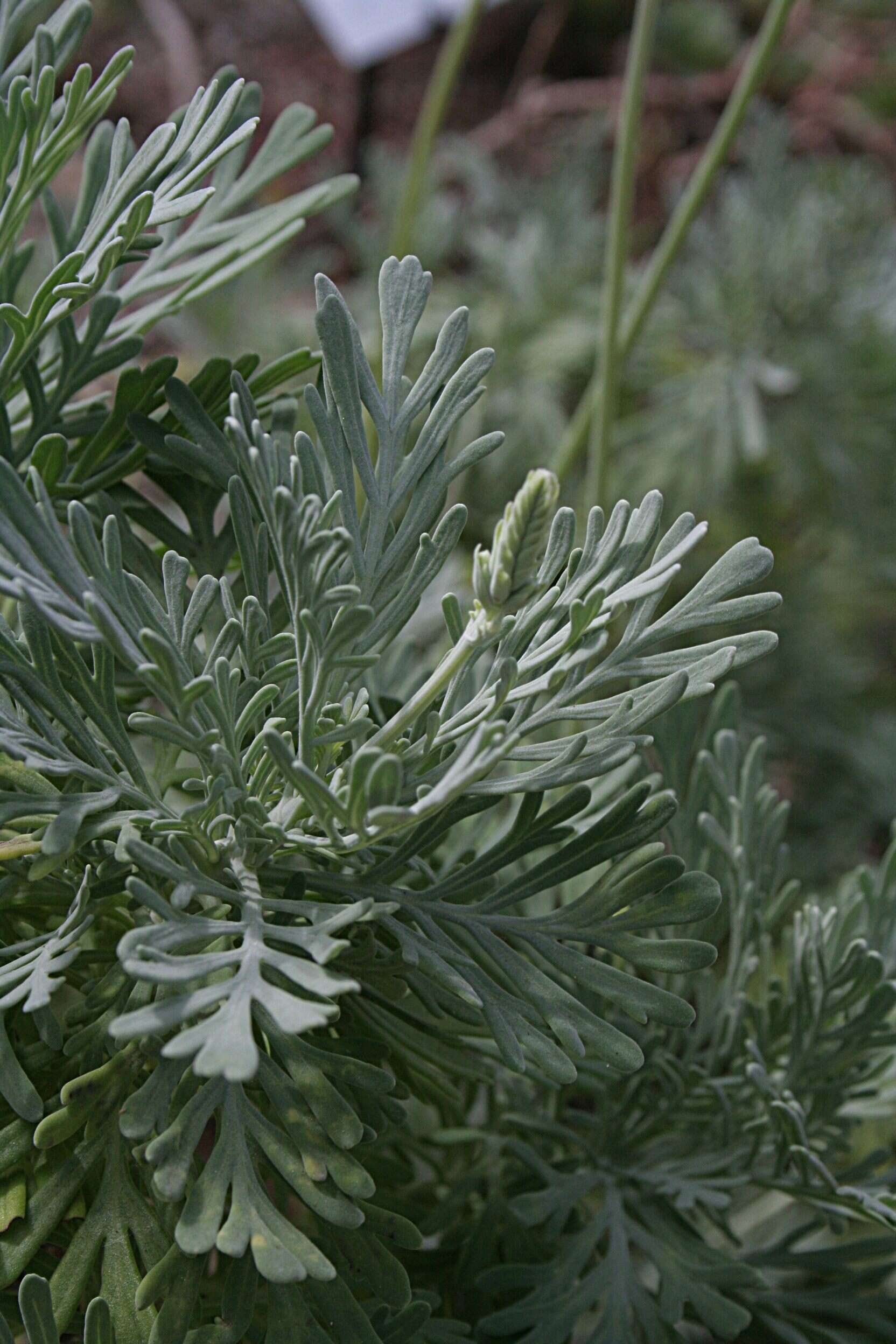 Plancia ëd Lavandula pinnata Lundmark