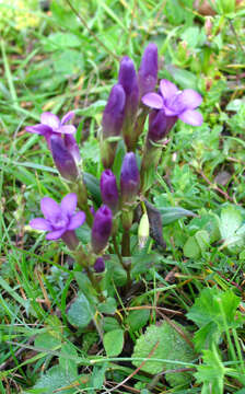 Sivun Gentianella caucasea (Loddiges ex Sims) J. Holub kuva