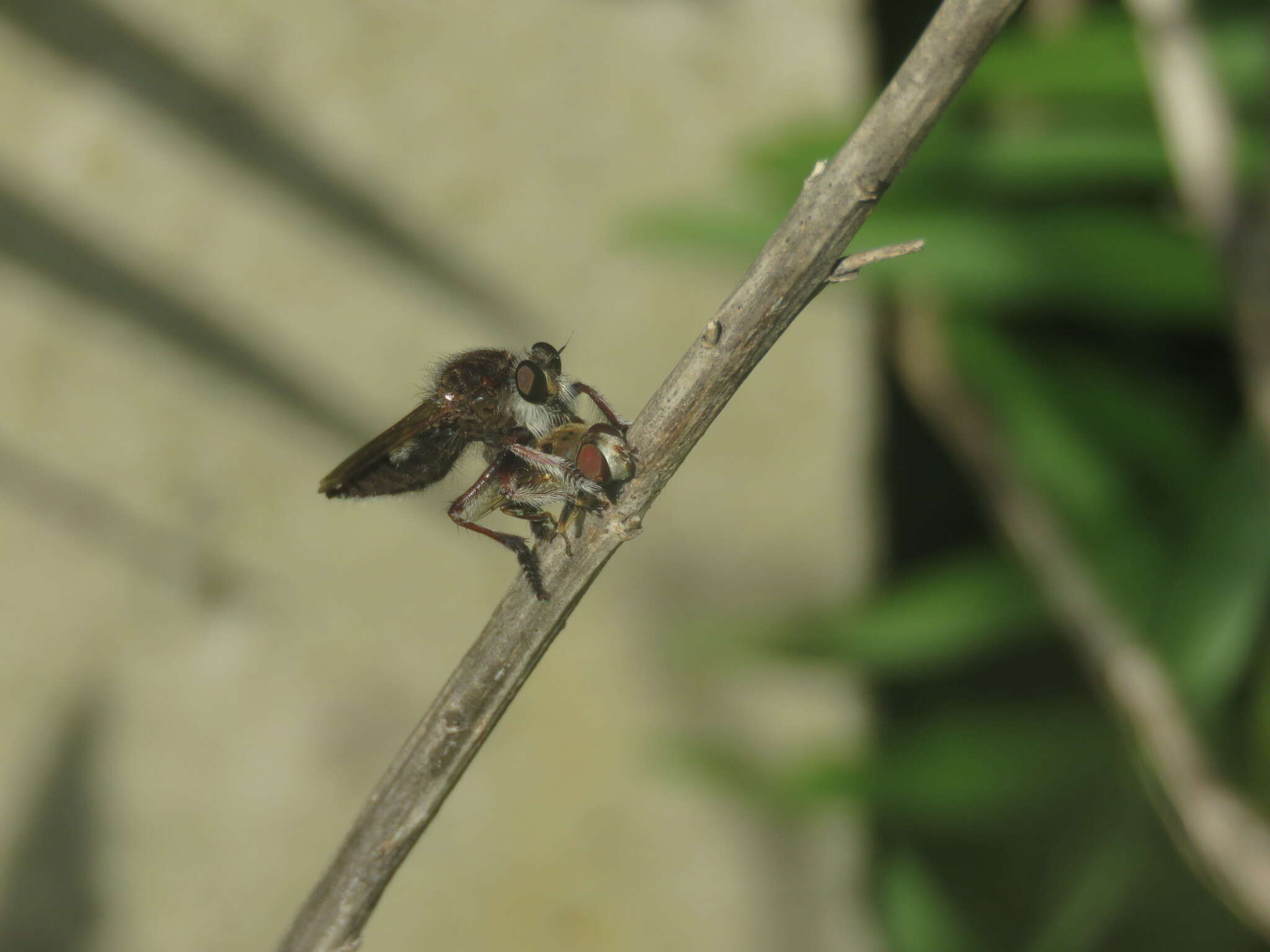 صورة Mallophora bigotii Lynch Arribalzaga 1883