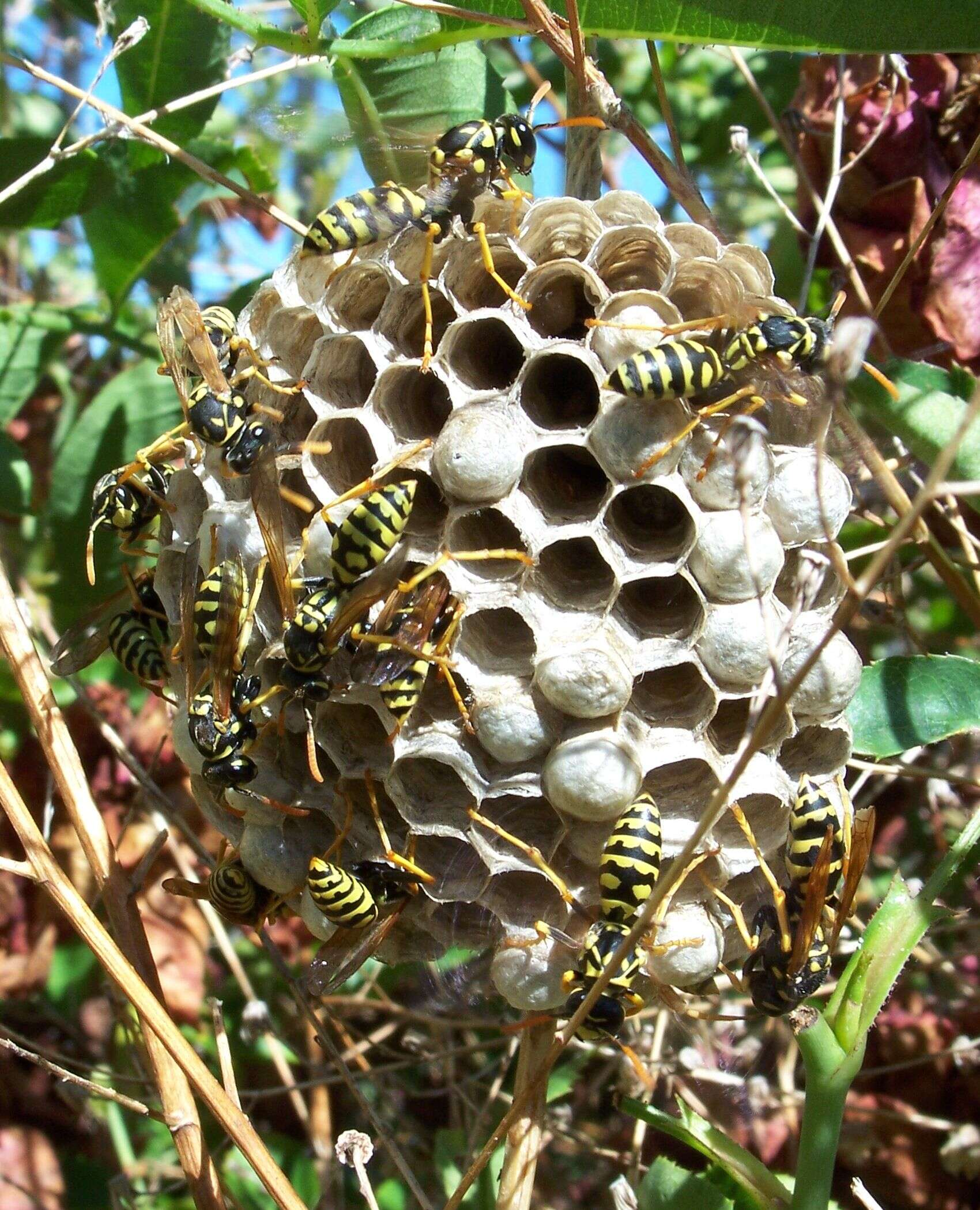 Imagem de Polistes dominula (Christ 1791)