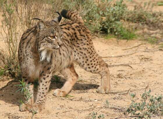 Image of Mexican bobcat