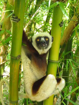 Image of Verreaux's Sifaka