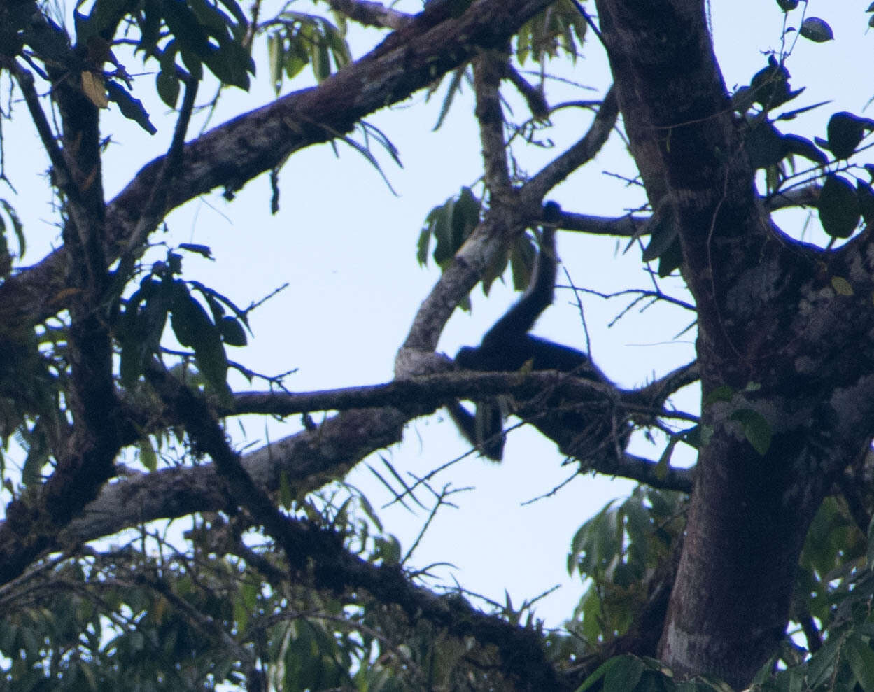 Image of Long-haired Spider Monkey