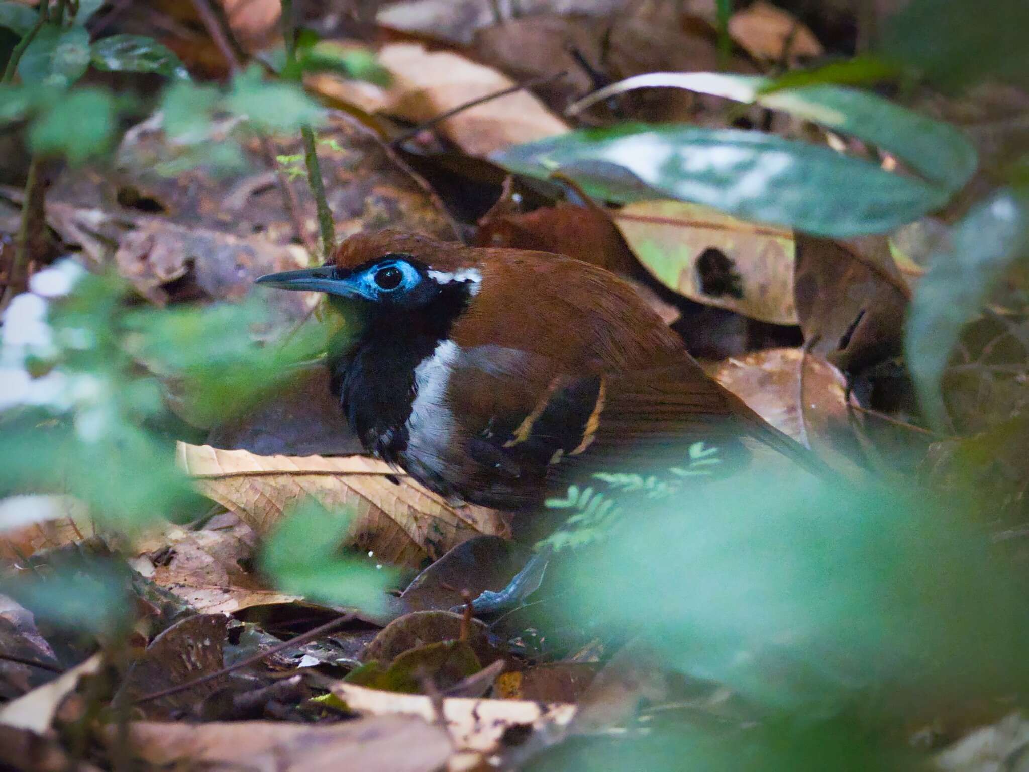 Image of Ferruginous-backed Antbird