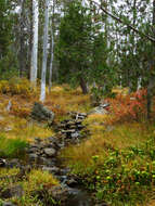 Image of Incense-cedar