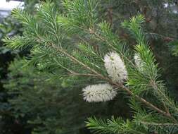 Image of Melaleuca acacioides F. Müll.