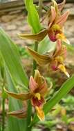 Image of Stream orchid