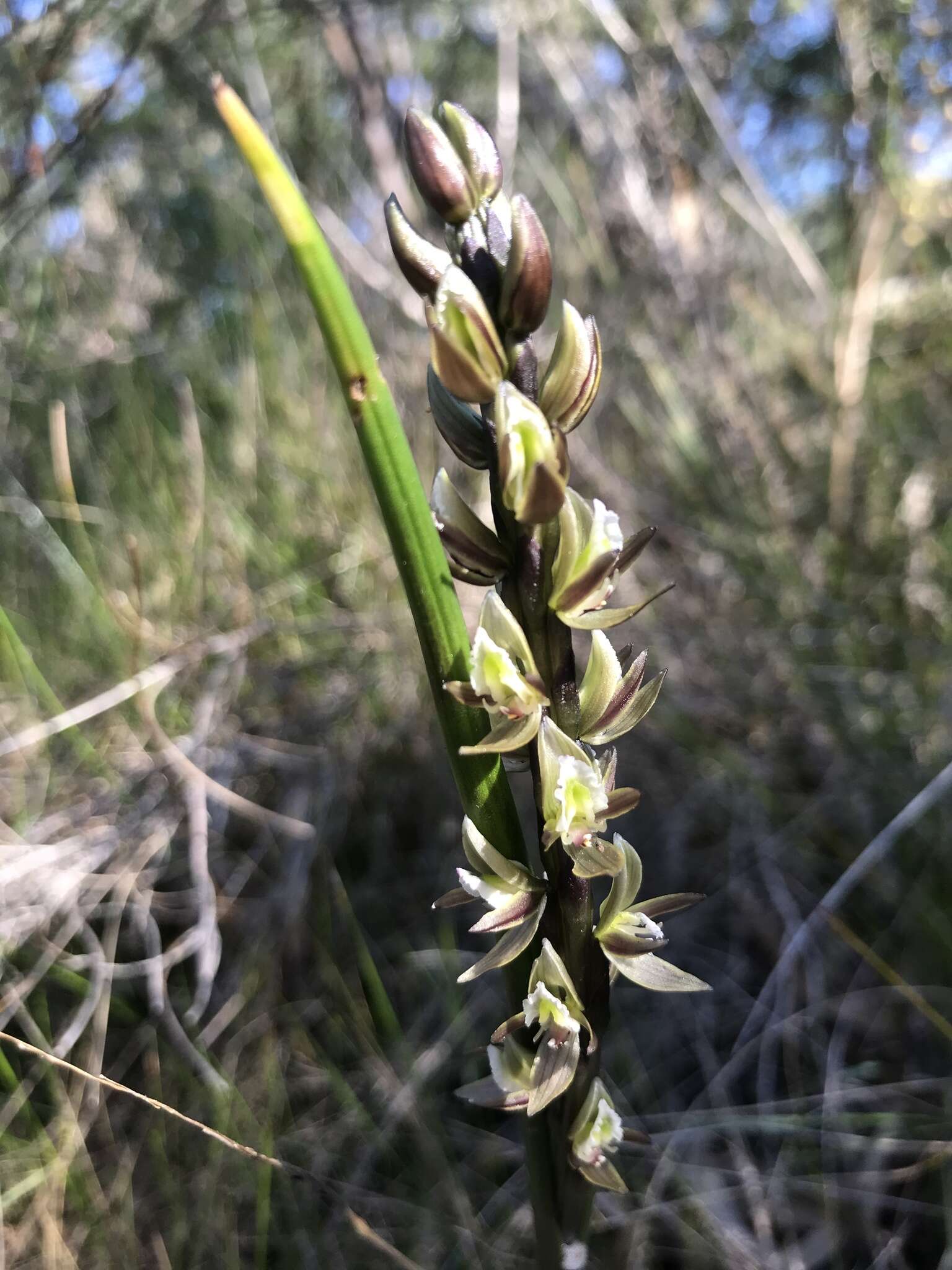 Imagem de Prasophyllum elatum R. Br.