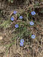 Image of Gentiana pedicellata (Wall. ex D. Don) Griseb.