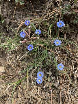 Imagem de Gentiana pedicellata (Wall. ex D. Don) Griseb.