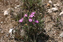 Ruschia congesta (Salm-Dyck) L. Bol. resmi