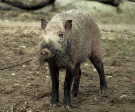 Image of Bearded Pig