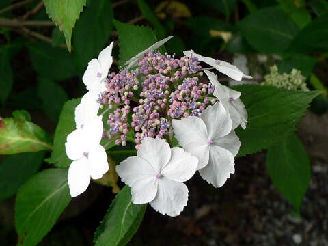 Image of Hydrangea serrata (Thunb.) Ser.