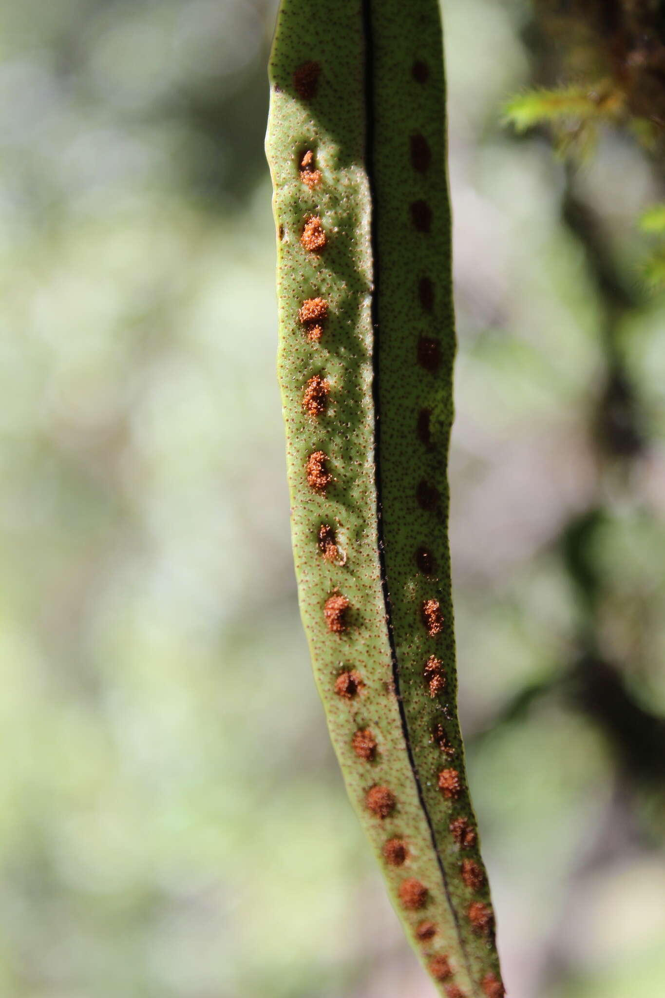 Image of Pleopeltis mexicana (Fée) Mickel & Beitel