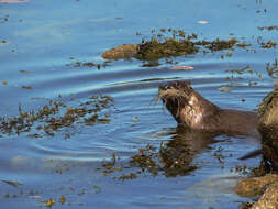 Image of Otter sp.