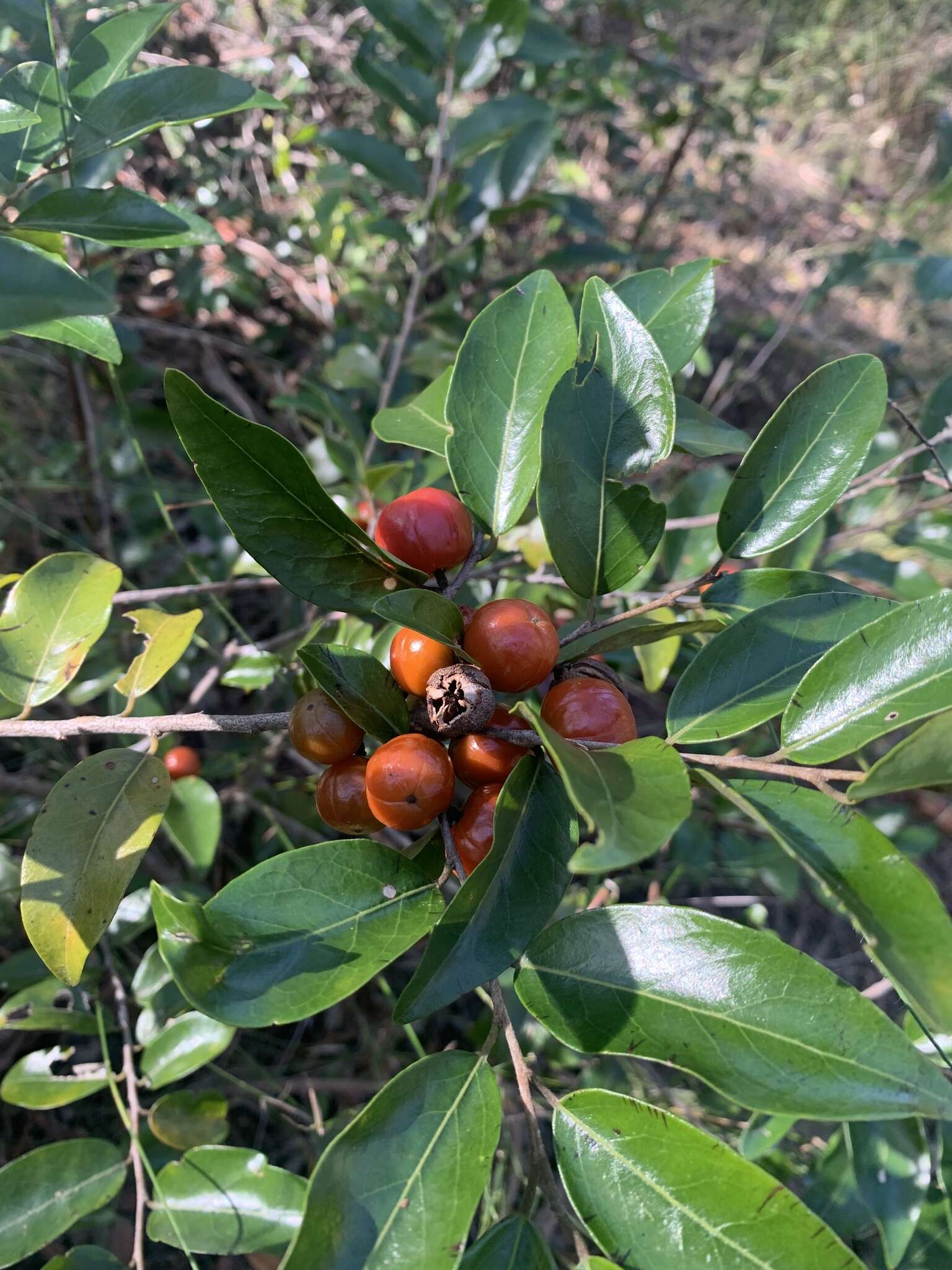 Sivun Petalostigma pachyphyllum Airy Shaw kuva