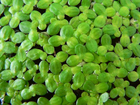 Image of Common Duckweed