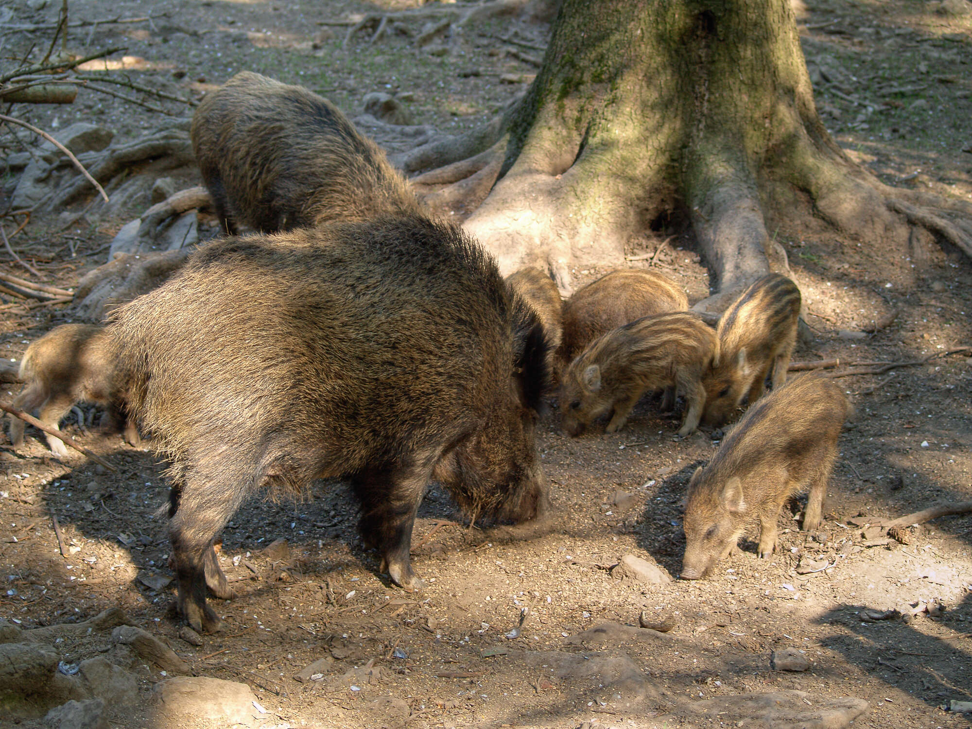 Image of Domestic Pig