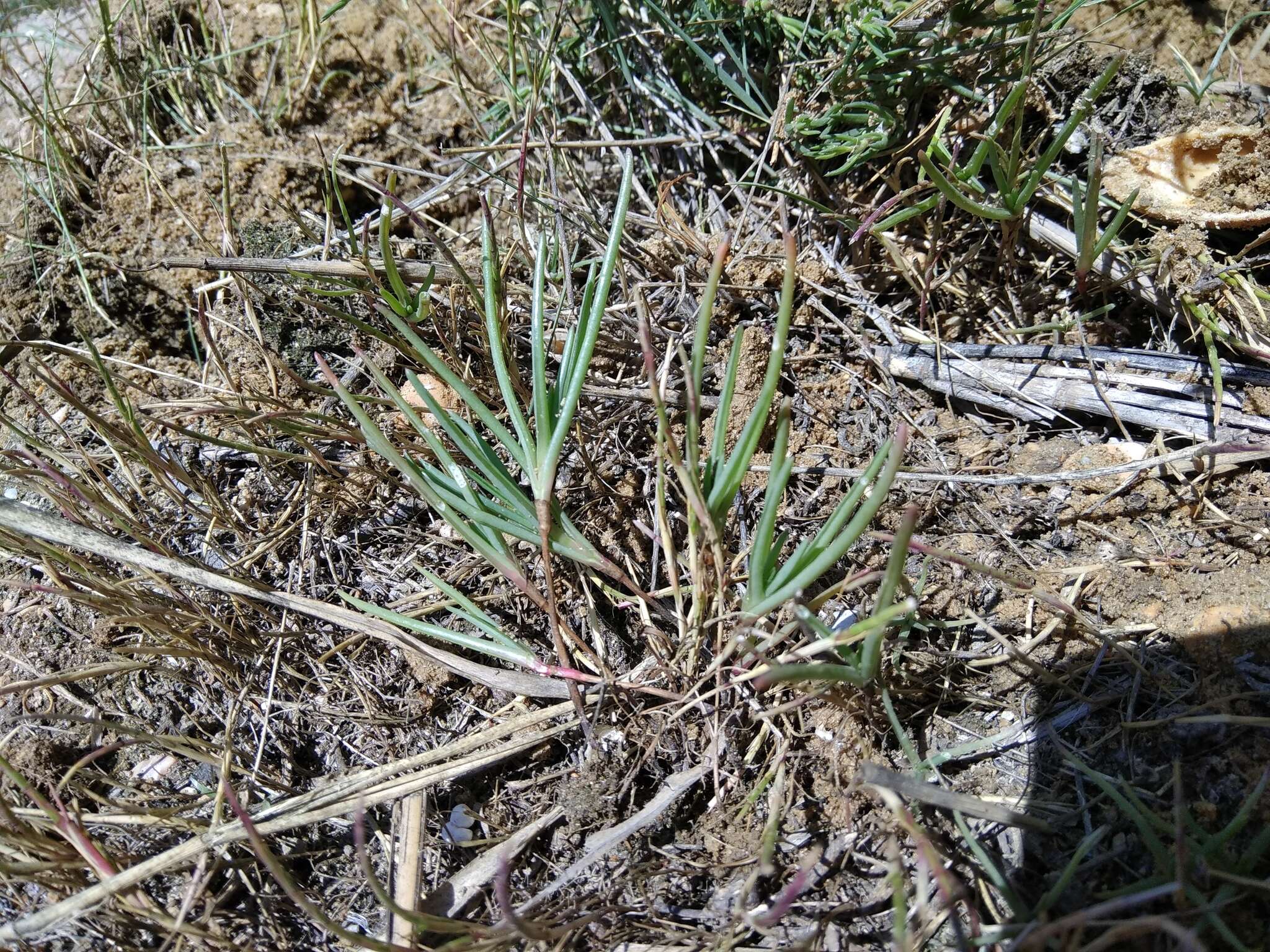 Image of Petrosimonia glaucescens (Bunge) Iljin