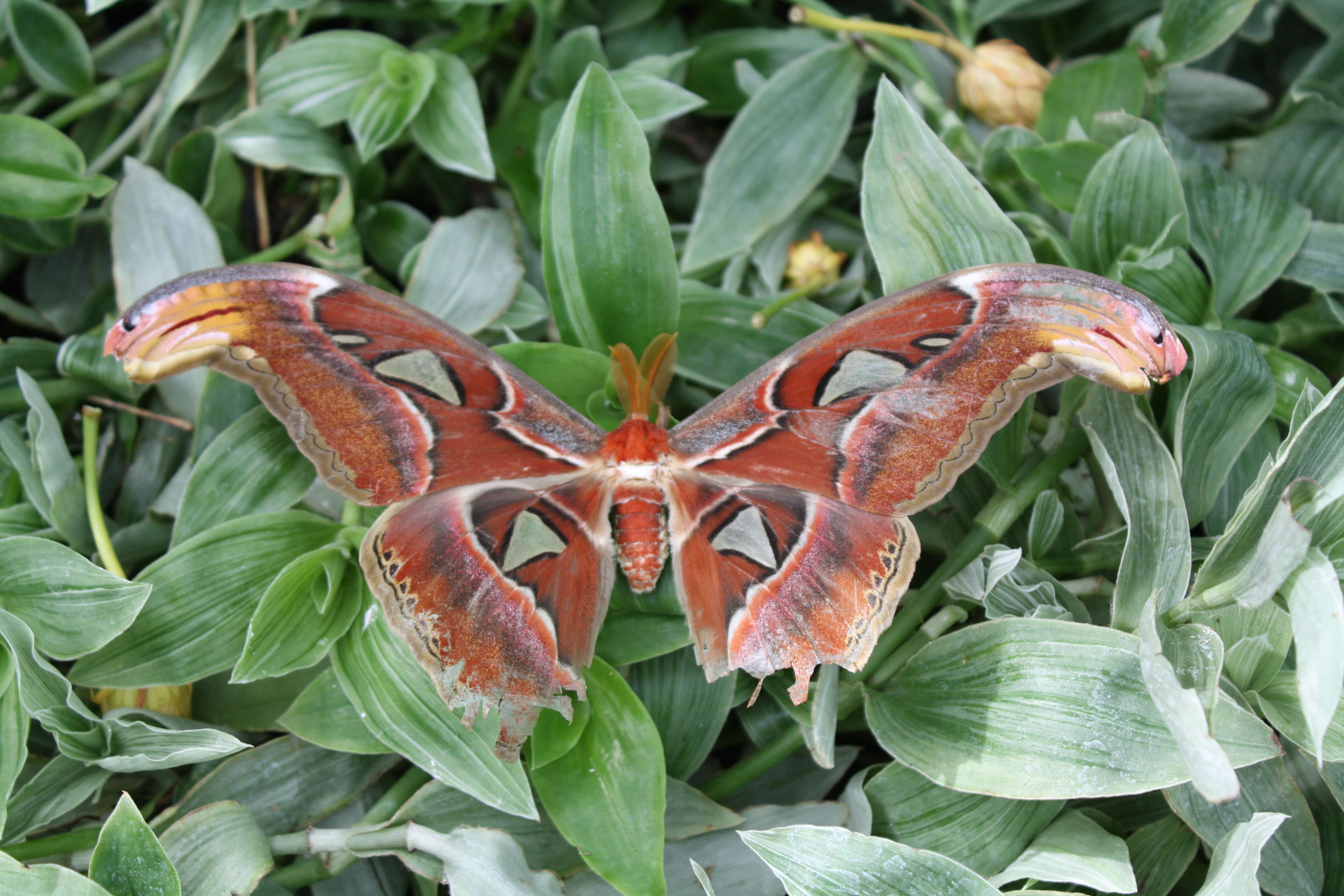 Image of atlas moth