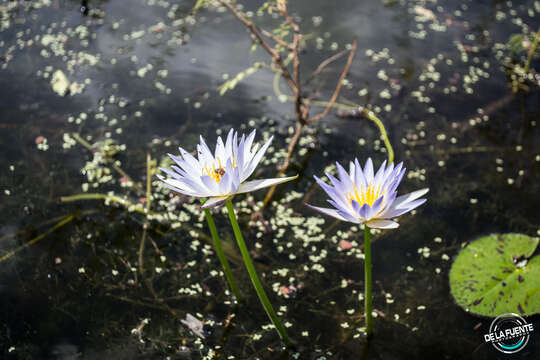 Image of tropical royalblue waterlily