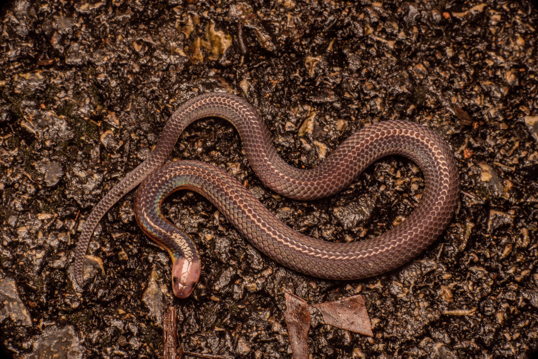 Image of Red-headed Reed Snake