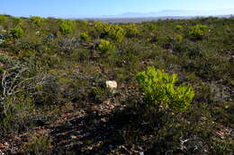 Image of Leucadendron cryptocephalum Guthrie