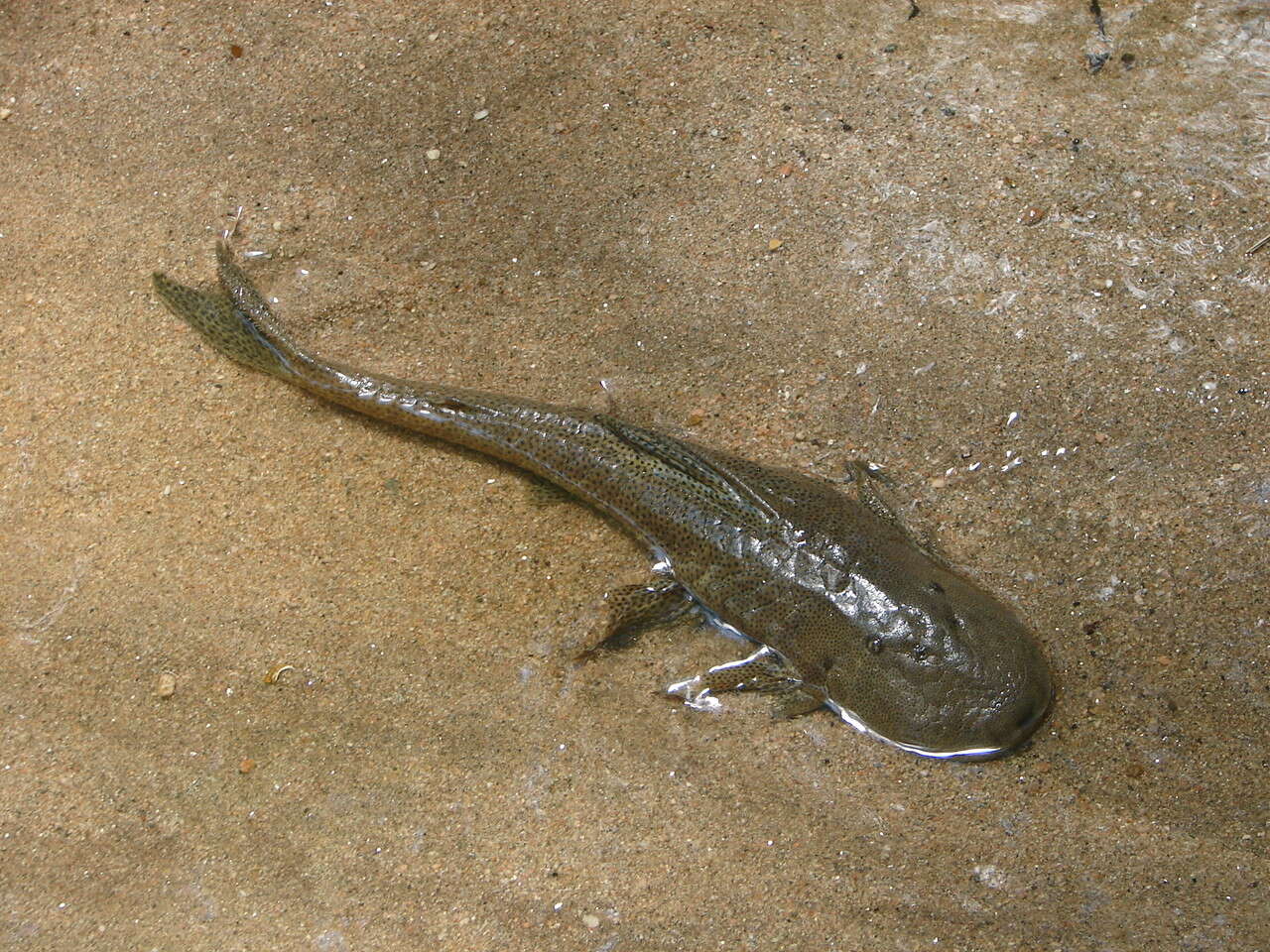 Image of Hypostomus paranensis Weyenbergh 1877