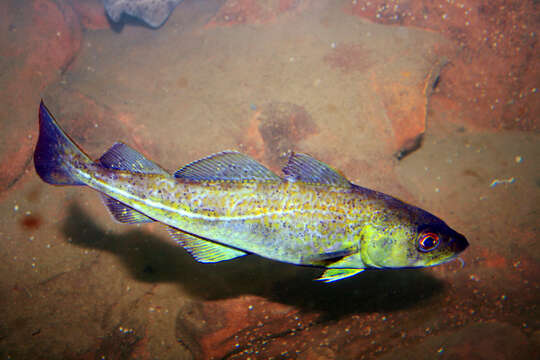 Image of Atlantic cod