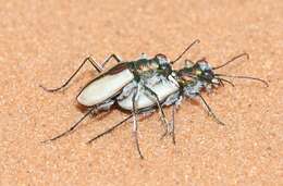 Image of Coral Pink Sand Dunes Tiger Beetle