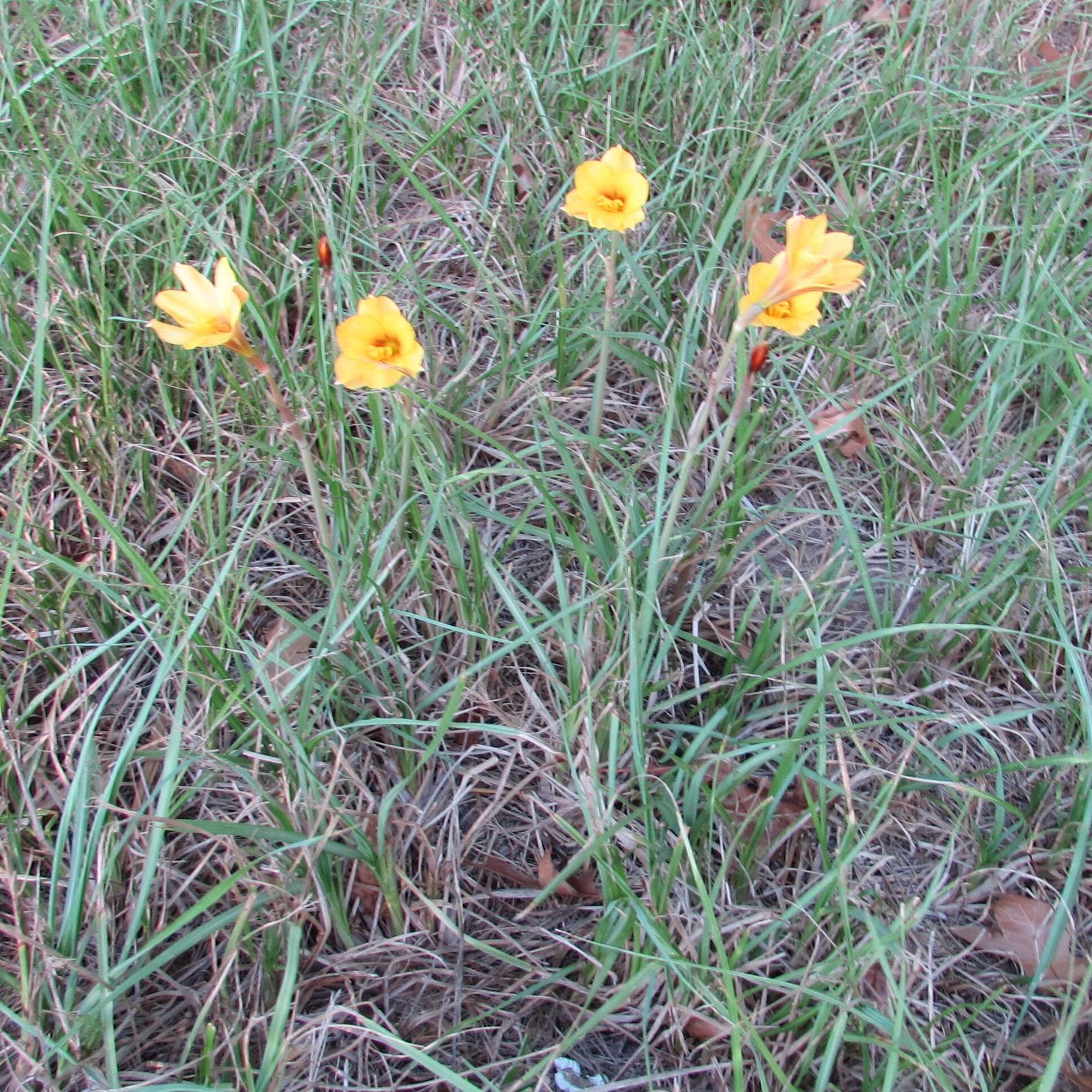 Imagem de Zephyranthes puertoricensis Traub