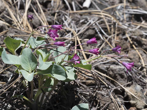 Image of Sacramento waxydogbane