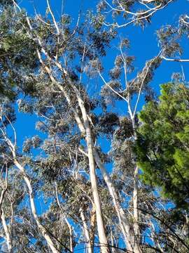 Image of Eucalyptus oreades F. Müll. ex R. T. Baker