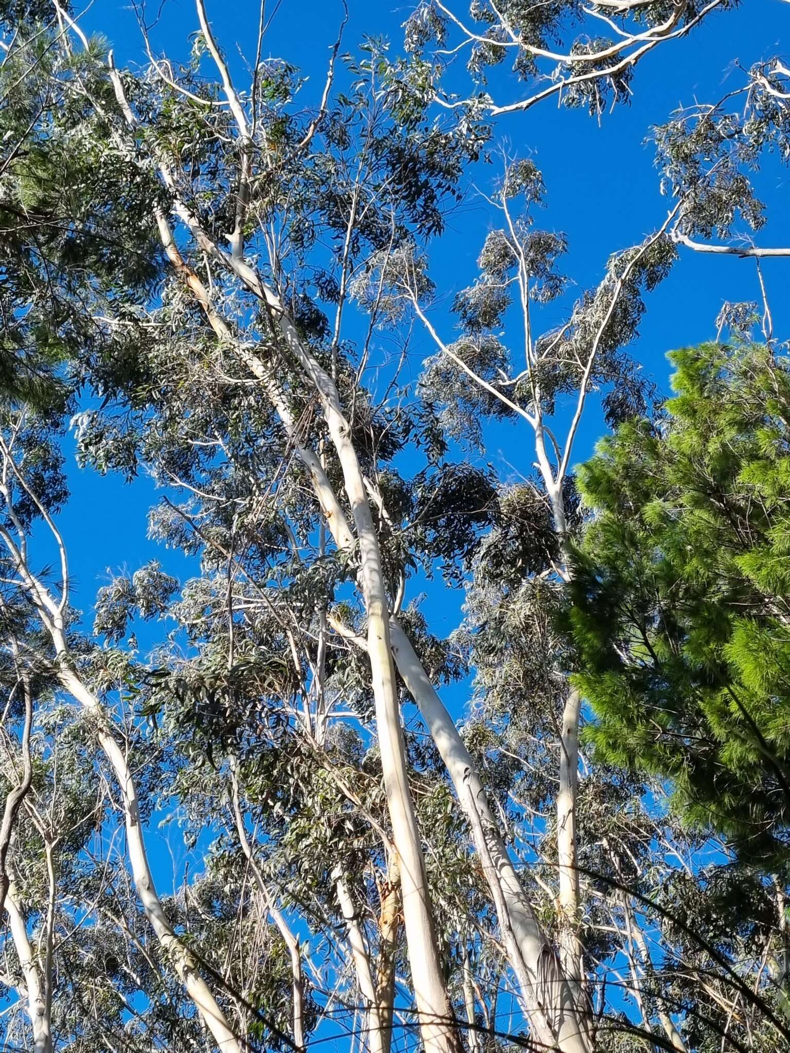 Imagem de Eucalyptus oreades F. Müll. ex R. T. Baker