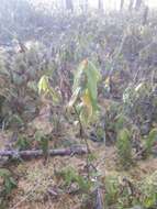 Imagem de Rhododendron diversipilosum (Nakai) H. Harmaja