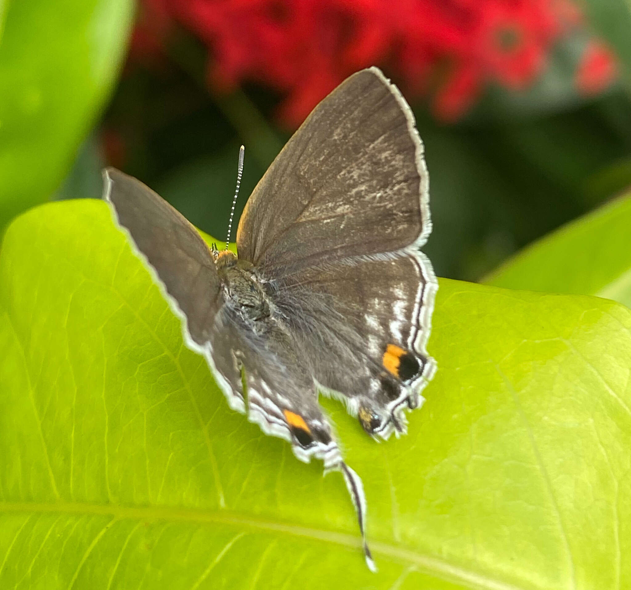 Слика од Hypolycaena philippus (Fabricius 1793)